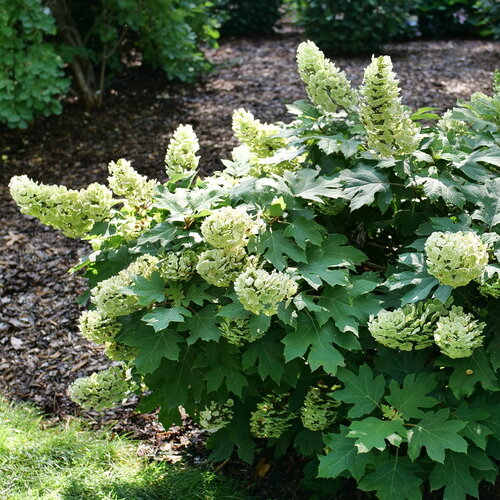 Gatsby Glow Ball™ - Oakleaf hydrangea - Hydrangea quercifolia