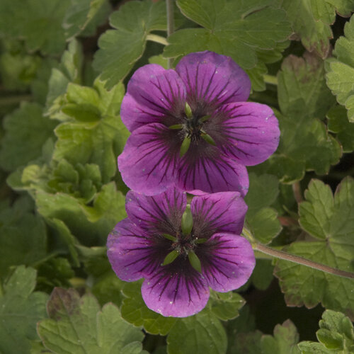 Perfect Storm - Hardy Geranium - Geranium hybrid