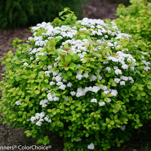 glow_girl_spirea-0695.jpg