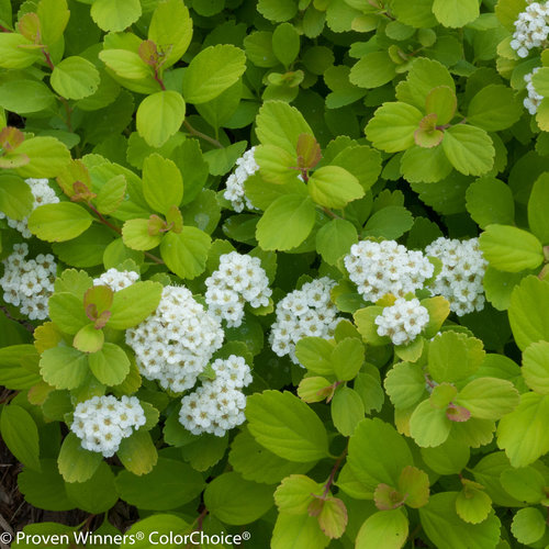 Glow Girl® - Birchleaf Spirea - Spiraea betulifolia