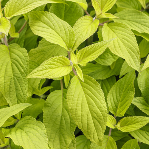 golden_delicious_salvia_03.jpg