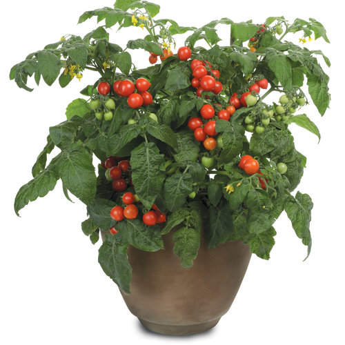 Tempting Tomatoes® Goodhearted® - Solanum lycopersicum