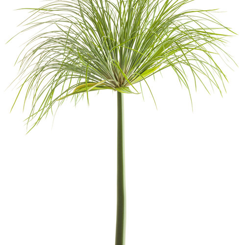 graceful_grasses_prince_tut_cyperus_04.jpg