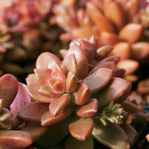 Vera Higgins - Graptosedum sp.