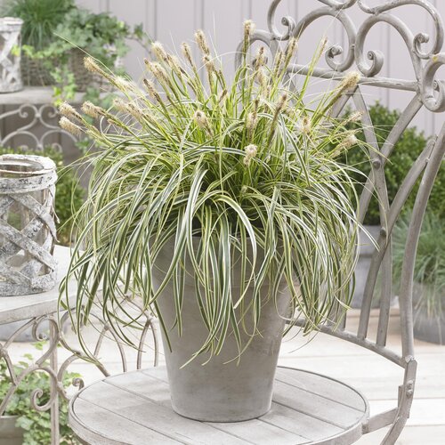 grass_carex_feather_falls_container_container.jpg