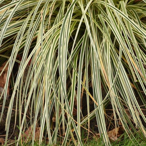 grass_carex_feather_falls_foliage_foliage.jpg