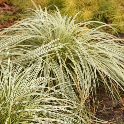 grass_carex_feather_falls_garden_garden.jpg