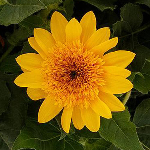 Sunfinity® Double Yellow - Sunflower - Helianthus annuus