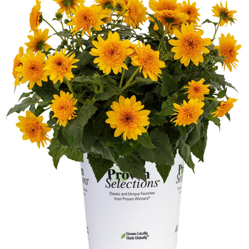 helianthus_sunfinity_double_yellow_ps_container.jpg