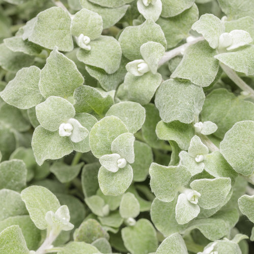 White Licorice - Licorice Plant - Helichrysum petiolare