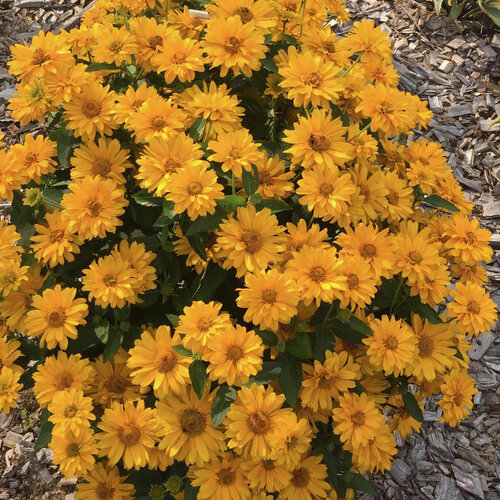 Athena Gold™ - False Sunflower - Heliopsis helianthoides