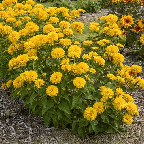 'Rays for Days' - False Sunflower - Heliopsis helianthoides