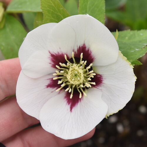 Honeymoon® Swiss Alps - Lenten Rose - Helleborus hybrid