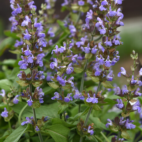 herb_salvia-sage_silver_scent_bloom_bloom.jpg