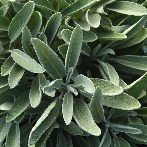 Silver Scent - Sage - Salvia officinalis