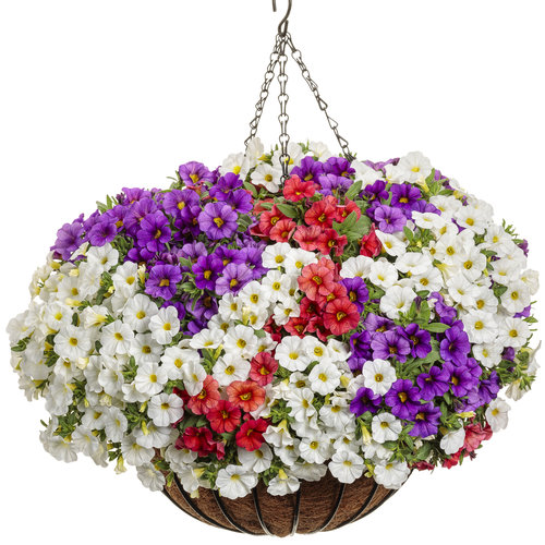 Superbells® TableTop™ Red - Calibrachoa hybrid | Proven Winners