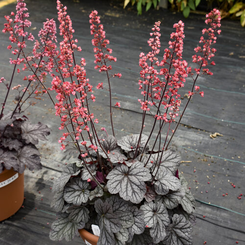 Dolce® Glazed and Infused - Coral Bells - Heuchera hybrid