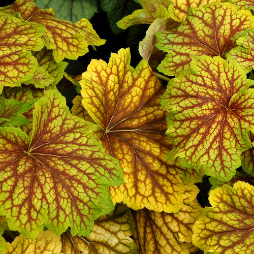 A photo of Red Lightning - Coral Bells - Heuchera villosa