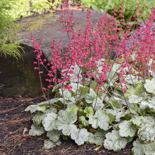 coral bells flower