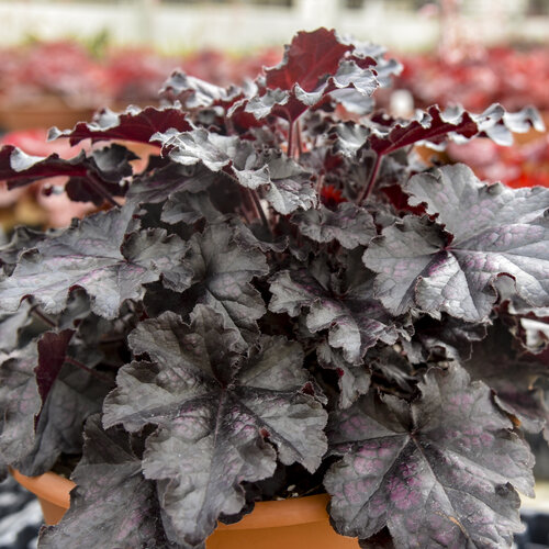 Dolce® Sultry Night - Coral Bells - Heuchera hybrid