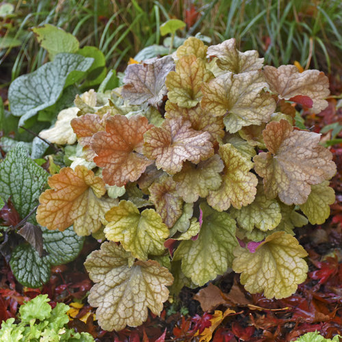 Dolce® 'Toffee Tart' - Coral - Heuchera hybrid | Proven Winners