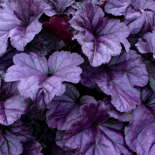 Dolce® 'Wildberry' - Coral Bells - Heuchera hybrid | Proven Winners