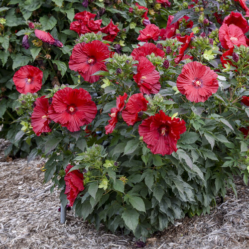 Summerific® 'Garnet Globes' - Rose Mallow - Hibiscus hybrid