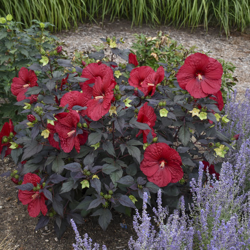 Summerific® 'Holy Grail' - Rose Mallow - Hibiscus hybrid | Proven Winners