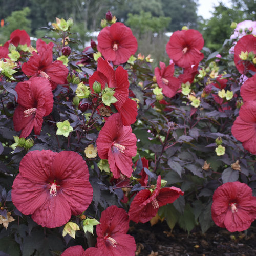 Summerific® 'Holy Grail' - Rose Mallow - Hibiscus hybrid | Proven Winners