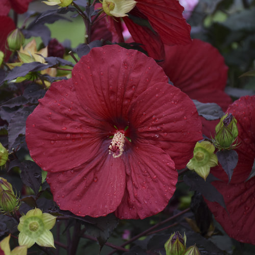 Summerific® 'Holy Grail' - Rose Mallow - Hibiscus hybrid | Proven Winners