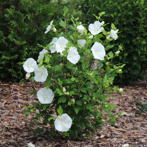 Paraplu® Pure White - Rose of Sharon - Hibiscus syriacus