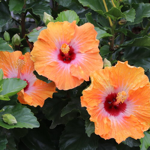 Hollywood Hibiscus™ Heartthrob™ - Tropical Hibiscus - Hibiscus rosa-sinensis