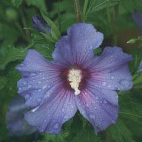Azurri Blue Satin® Rose of Sharon - PlantingTree