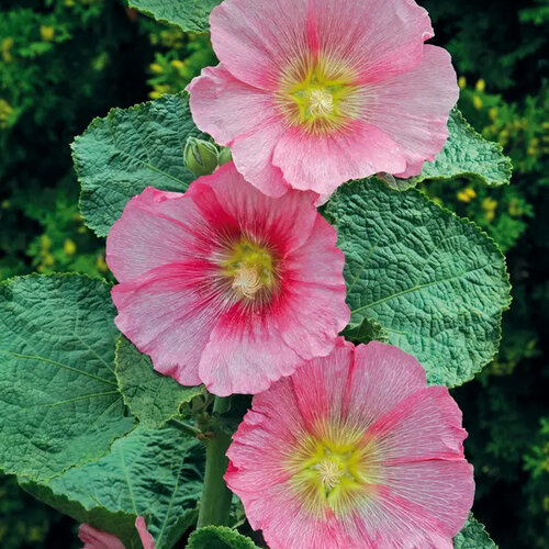 Spotlight Radiant Rose - Hollyhock - Alcea rosea