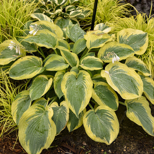 Shadowland® 'Chance Encounter' - Hosta hybrid