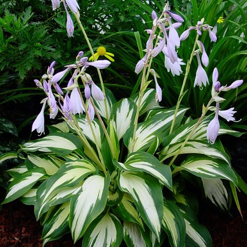 Christmas Candy - Hosta hybrid | Proven Winners