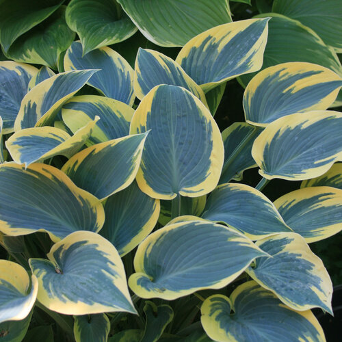 hosta_first_frost_0002_high_res.jpg