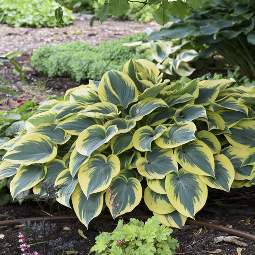 'First Frost' - Hosta hybrid