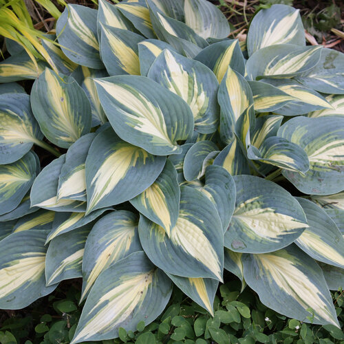 'High Society' - Hosta hybrid