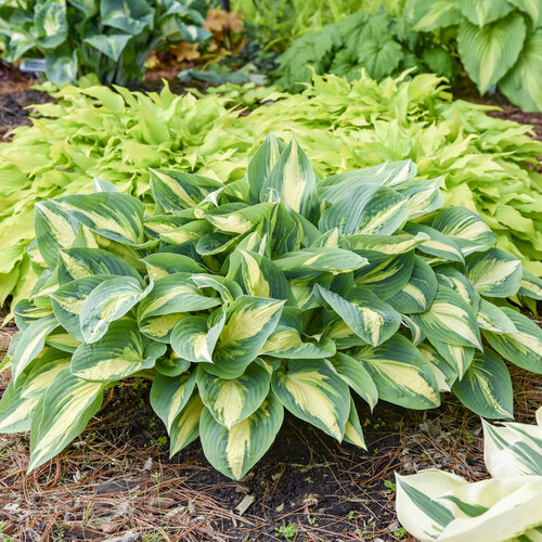 hosta_high_society_pp17313_0001_high_res.jpg