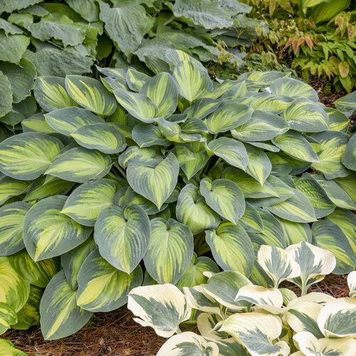 hosta_june_0000_high_res.jpg