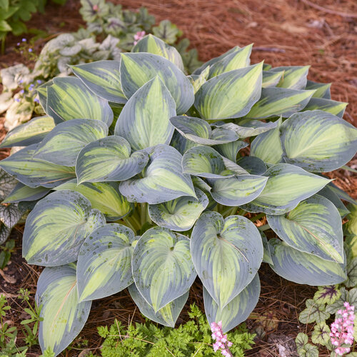 hosta_june_0002_high_res.jpg