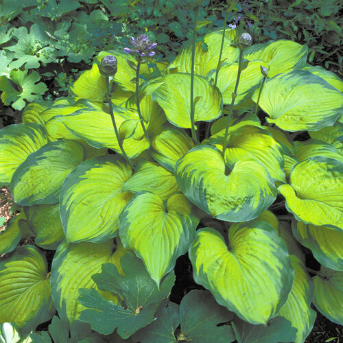 'Old Glory' - Hosta hybrid