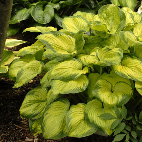 hosta_old_glory_0001_high_res.jpg