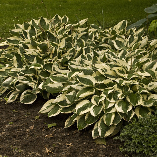 hosta_patriot_0000_high_res.jpg