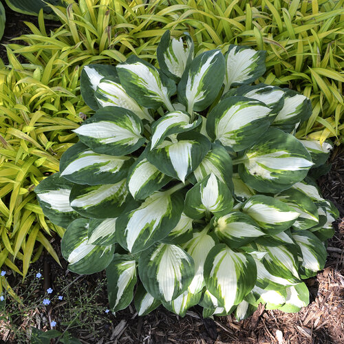 'Vulcan' - Hosta hybrid