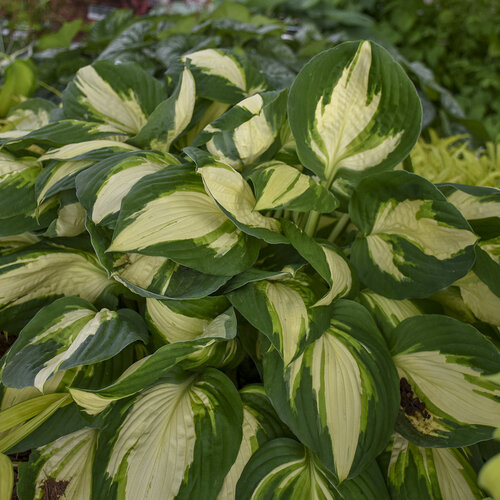 hosta_vulcan_0002_high_res.jpg