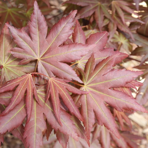 Hot Chana™ - Japanese Maple - Acer palmatum