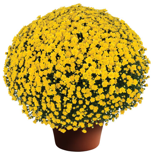 Jacqueline™ Yellow - Garden Mum - Chrysanthemum morifolium
