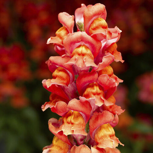 Snaptastic™ Orange Flame - Snapdragon - Antirrhinum majus